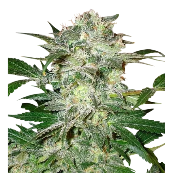 Mazar Kush | PHOTOFEM | World of Seeds