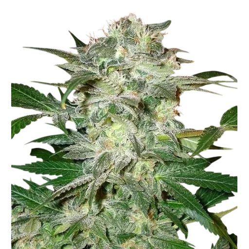 Mazar Kush