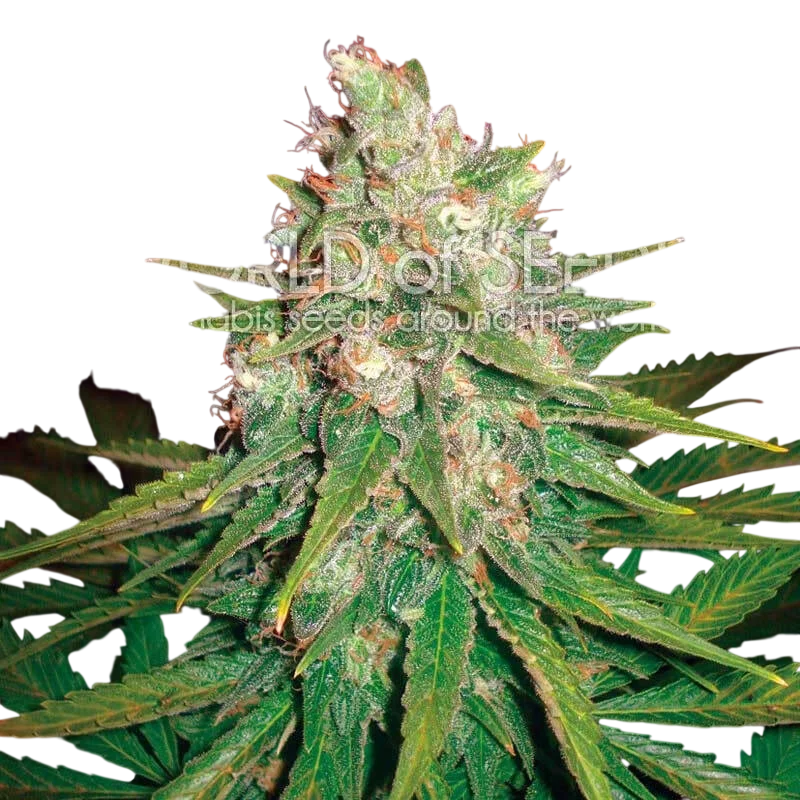 Mazar x Great White Shark | PHOTOFEM | World of Seeds