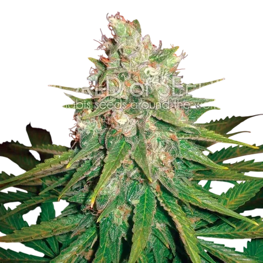 Mazar x Great White Shark