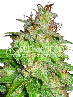 Mazar x White Rhino