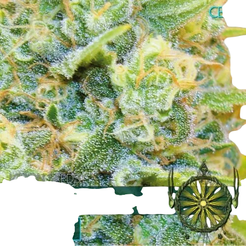 Medical 49 CBD+
