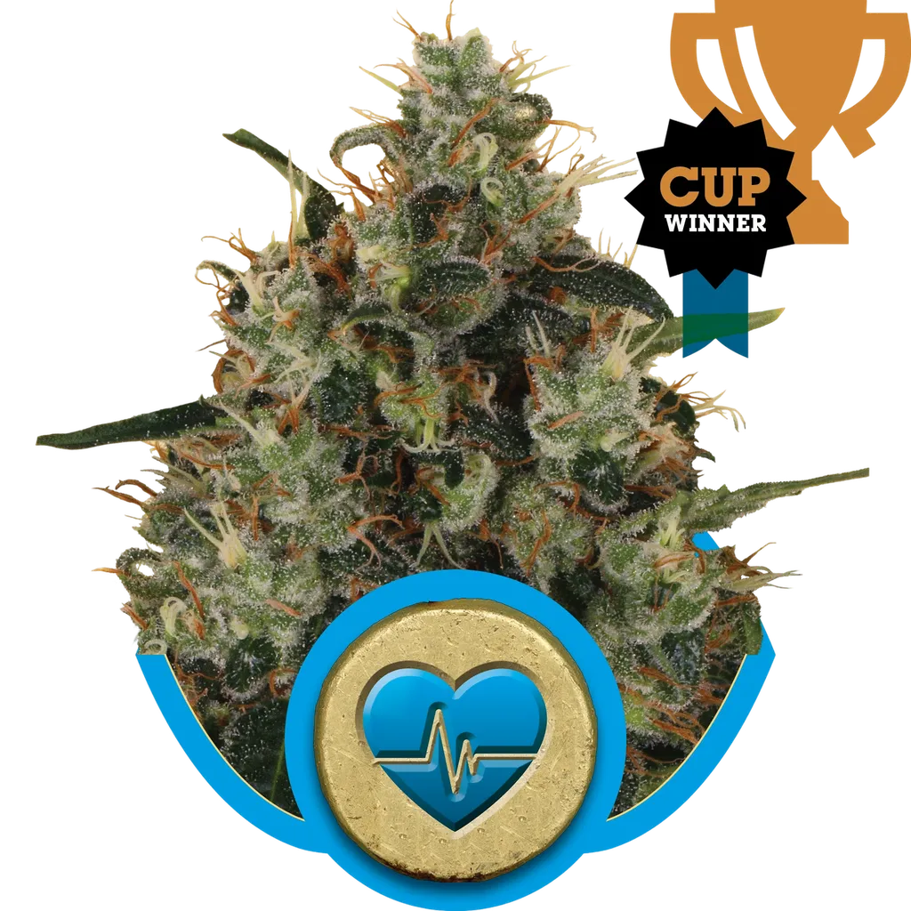 Medical Mass CBD | PHOTOFEM | Royal Queen Seeds
