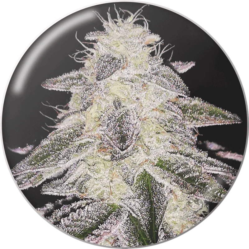 Medical Runntz | PHOTOFEM | Medical Seeds