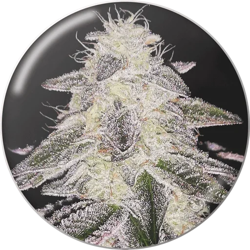Medical Runntz