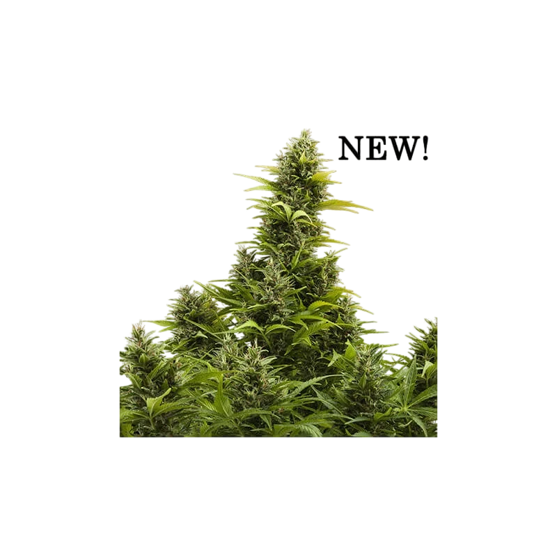 Medikit CBD Auto | AUTOFEM | Buddha Seeds