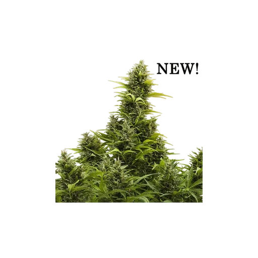 Medikit CBD Auto
