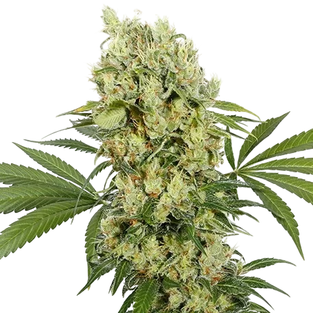 Medikit CBD | PHOTOFEM | Buddha Seeds