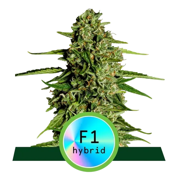 Medusa F1 Auto | AUTOFEM | Royal Queen Seeds