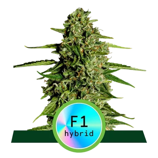 Medusa F1 Auto