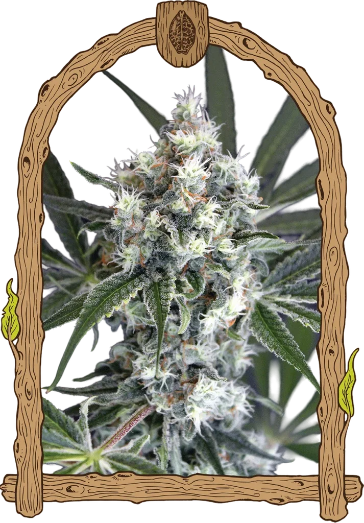 Medxotic Pure CBD | PHOTOFEM | Exotic Seed