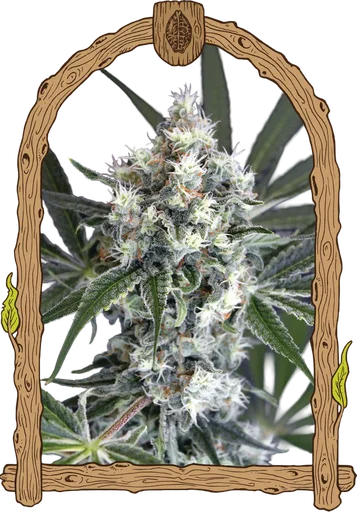 Medxotic Pure CBD