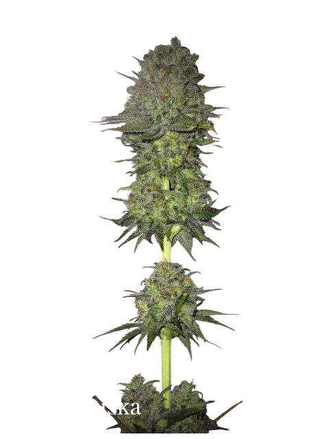 Meganuska | PHOTOFEM | Elite Seeds