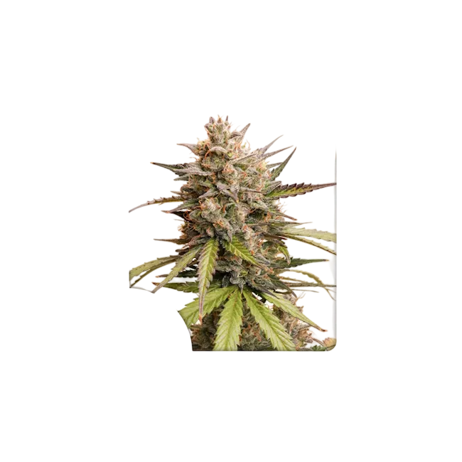 Melonade Runtz Auto | AUTOFEM | Dutch Passion
