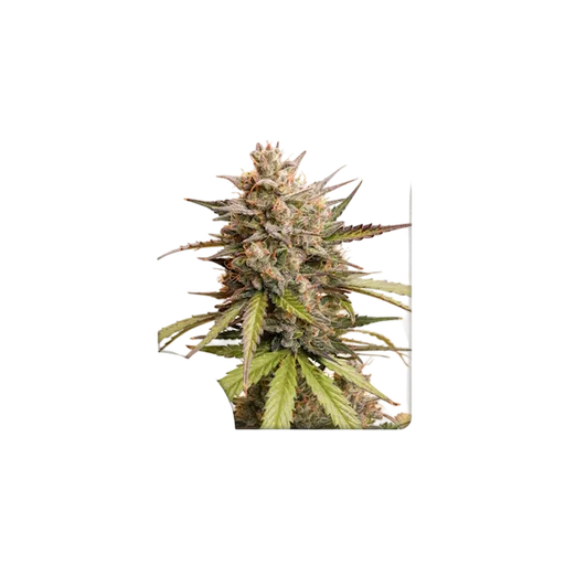 Melonade Runtz Auto