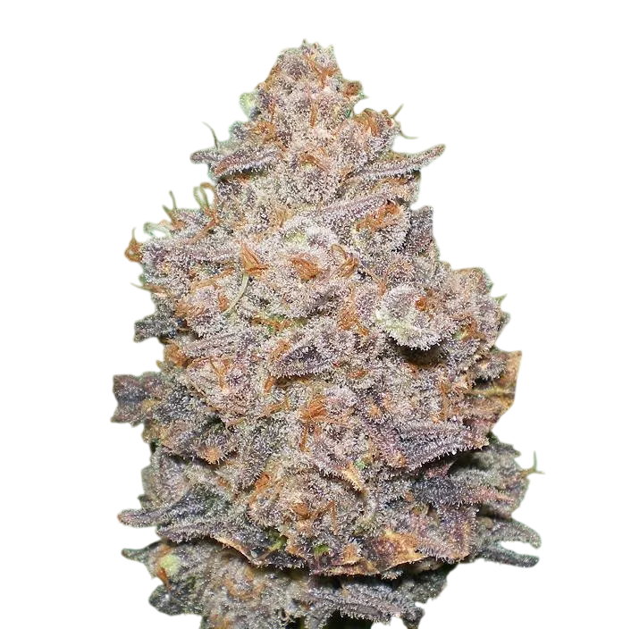 Melon Gum | PHOTOFEM | Dr. Underground