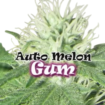 Melon Gum Auto | AUTOFEM | Dr. Underground