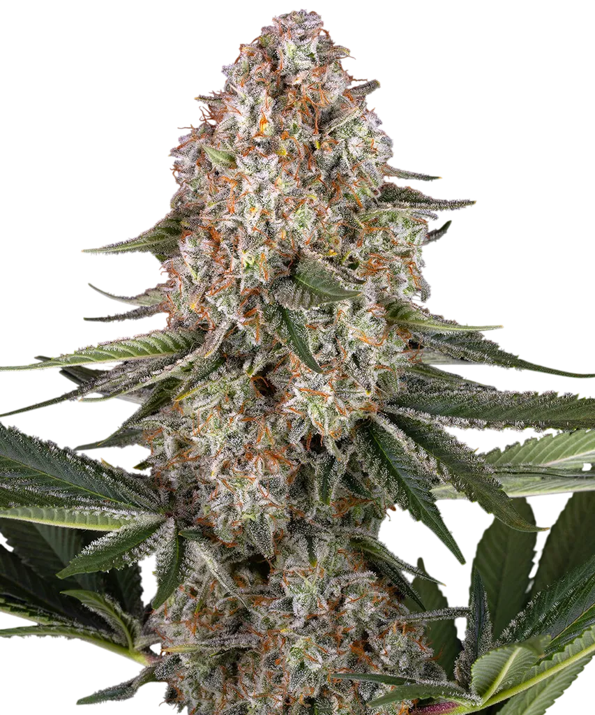 Mendo Breath | PHOTOFEM | Barneys Farm