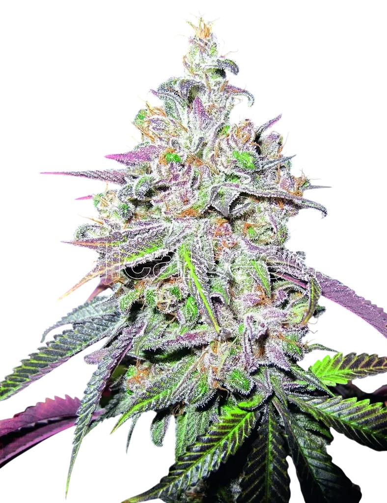Mendocino Chanel Kush | PHOTOFEM | Medical Seeds