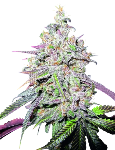 Mendocino Chanel Kush