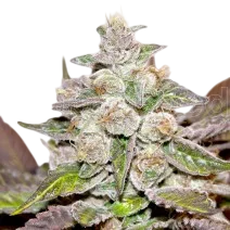 Mendocino Purple Kush