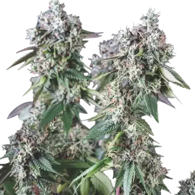 Mendocino Purple Kush