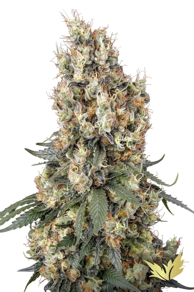 Mendocino Skunk | PHOTOFEM | Paradise Seeds