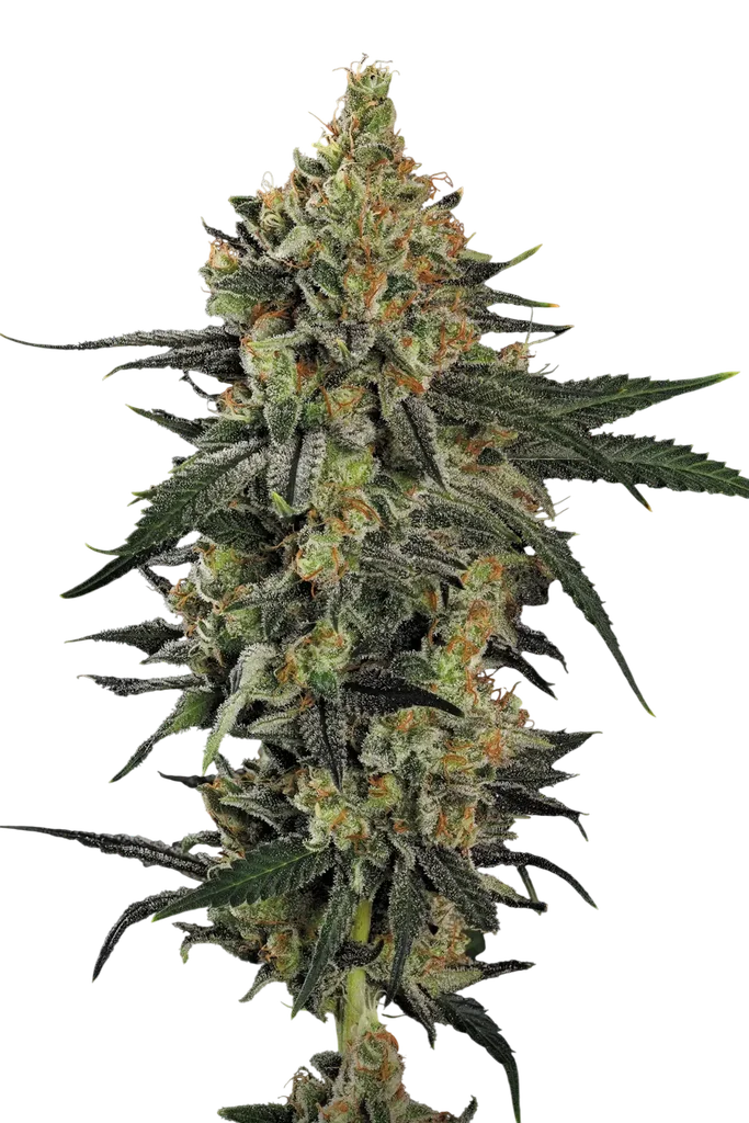 Mendo Creme | PHOTOFEM | Paradise Seeds