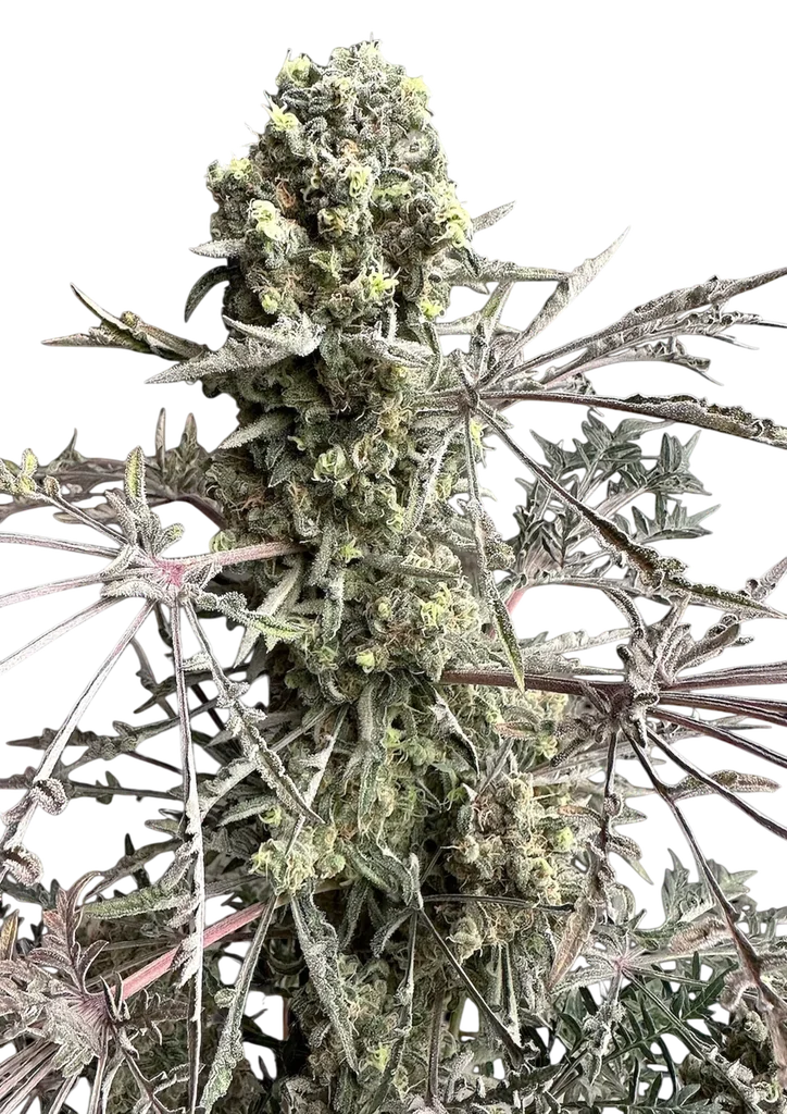 Mentha de Croco Fern BX1 F2 – Produktansicht