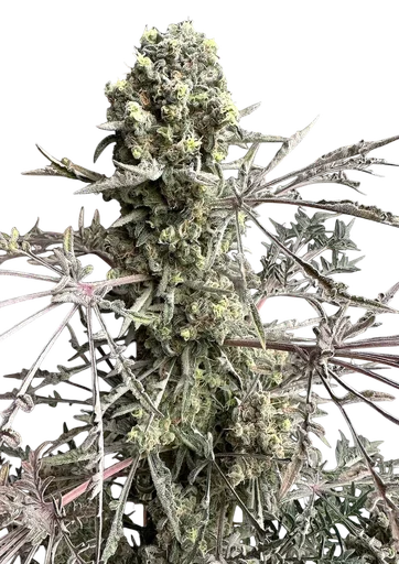 Mentha de Croco Fern BX1 F2
