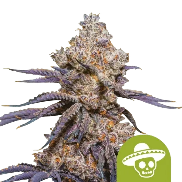 Mexican Rush Auto | AUTOFEM | Royal Queen Seeds