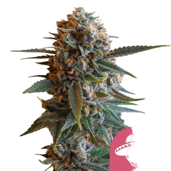 Mexican Rush | PHOTOFEM | Royal Queen Seeds