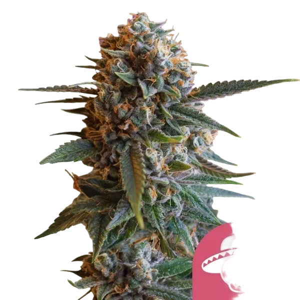 Mexican Rush | PHOTOFEM | Royal Queen Seeds