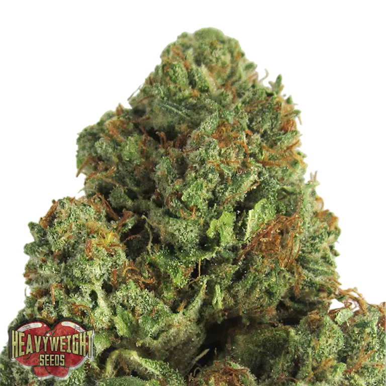 Midnight Mass | PHOTOFEM | Heavyweight Seeds
