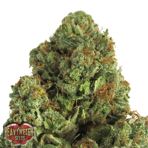 Midnight Mass