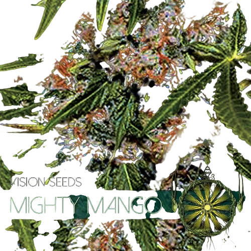 Mighty Mango Bud | PHOTOFEM | Vision Seeds