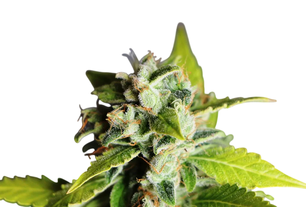 Mikromachine Auto | AUTOFEM | Kannabia Seeds