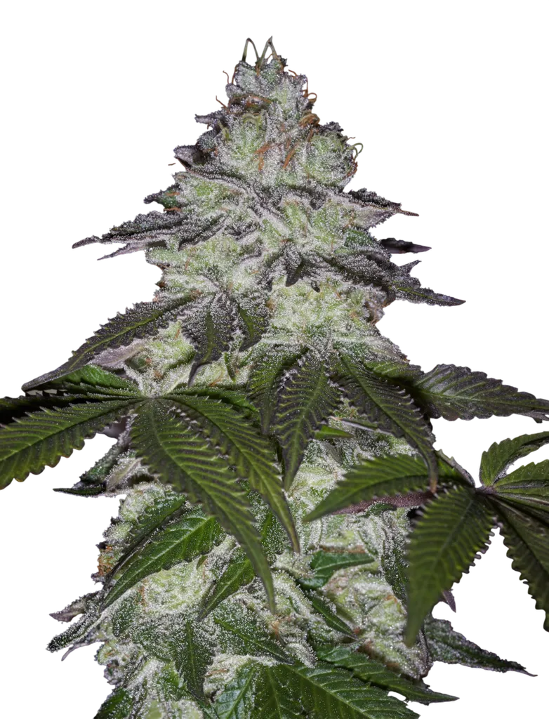 Milky Dreams | PHOTOFEM | Greenhouse Seed Co.