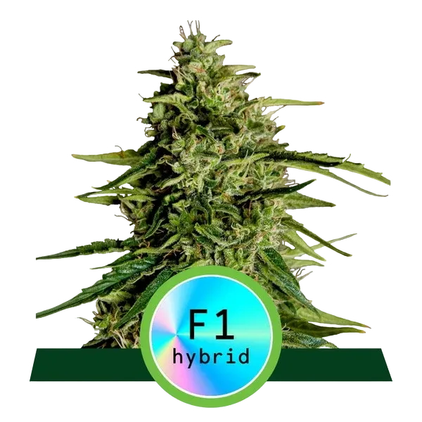 Milky Way F1 Auto | AUTOFEM | Royal Queen Seeds