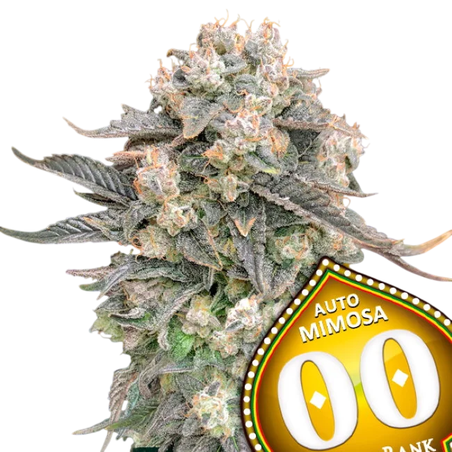 Mimosa Auto | AUTOFEM | 00 Seeds