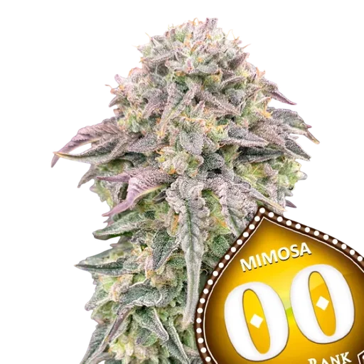 Mimosa