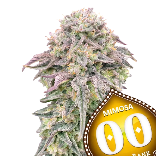 Mimosa | PHOTOFEM | 00 Seeds