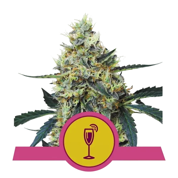 Mimosa | PHOTOFEM | Royal Queen Seeds