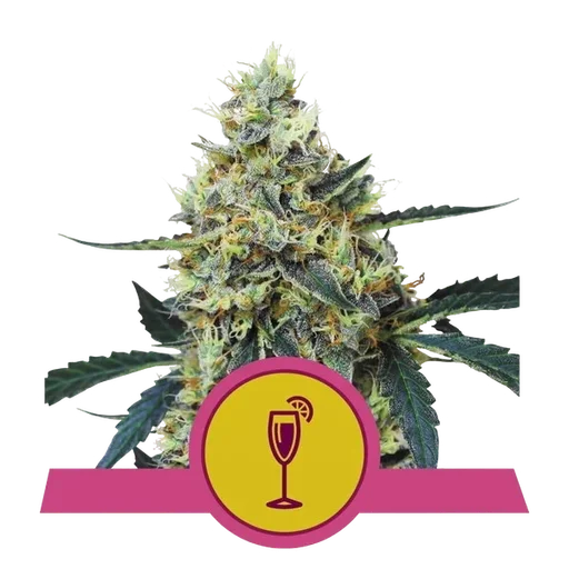 Mimosa