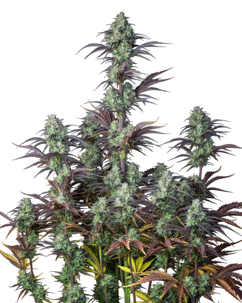Mimosa Cake Auto | AUTOFEM | Fast Buds