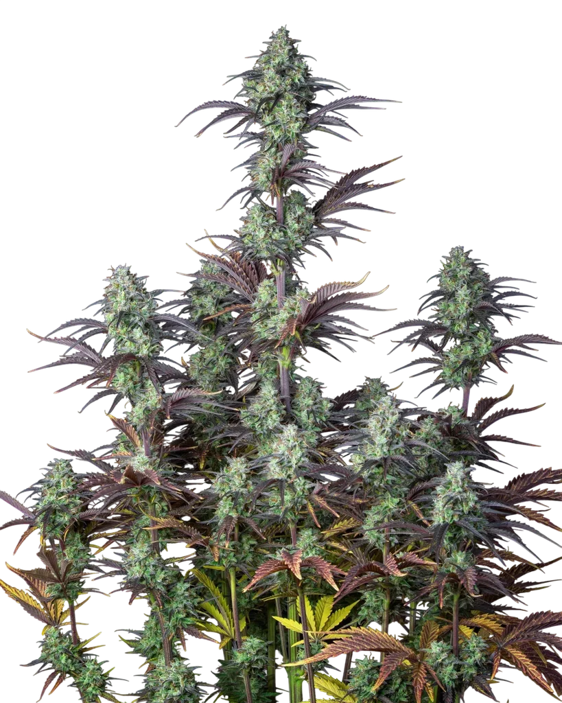 Mimosa Cake Auto | AUTOFEM | Fast Buds