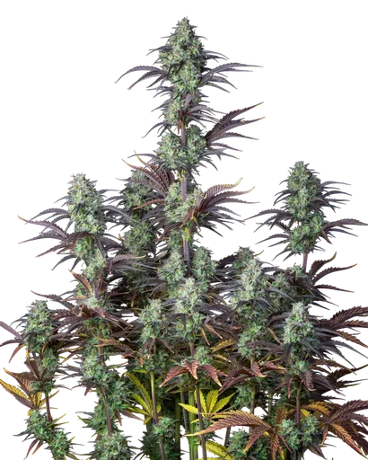 Mimosa Cake Auto | AUTOFEM | Fast Buds