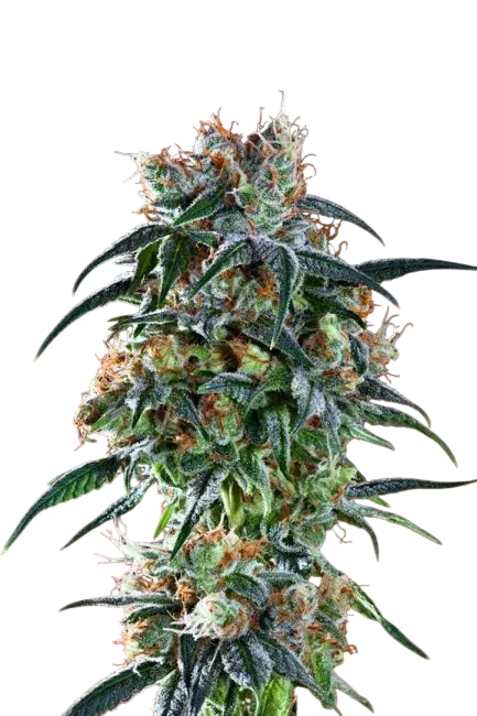 Bay 11 | PHOTOFEM | Grand Daddy Genetics