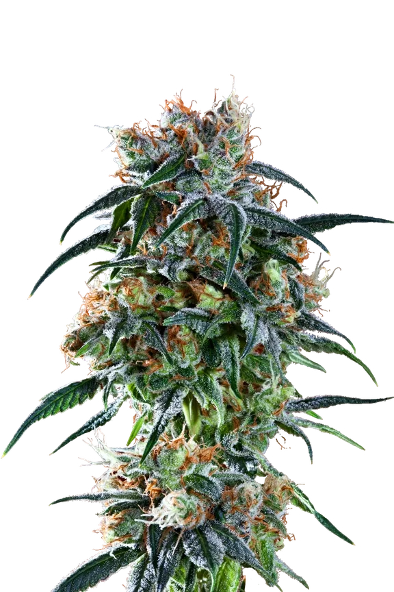 Bay 11 | PHOTOREG | Grand Daddy Genetics