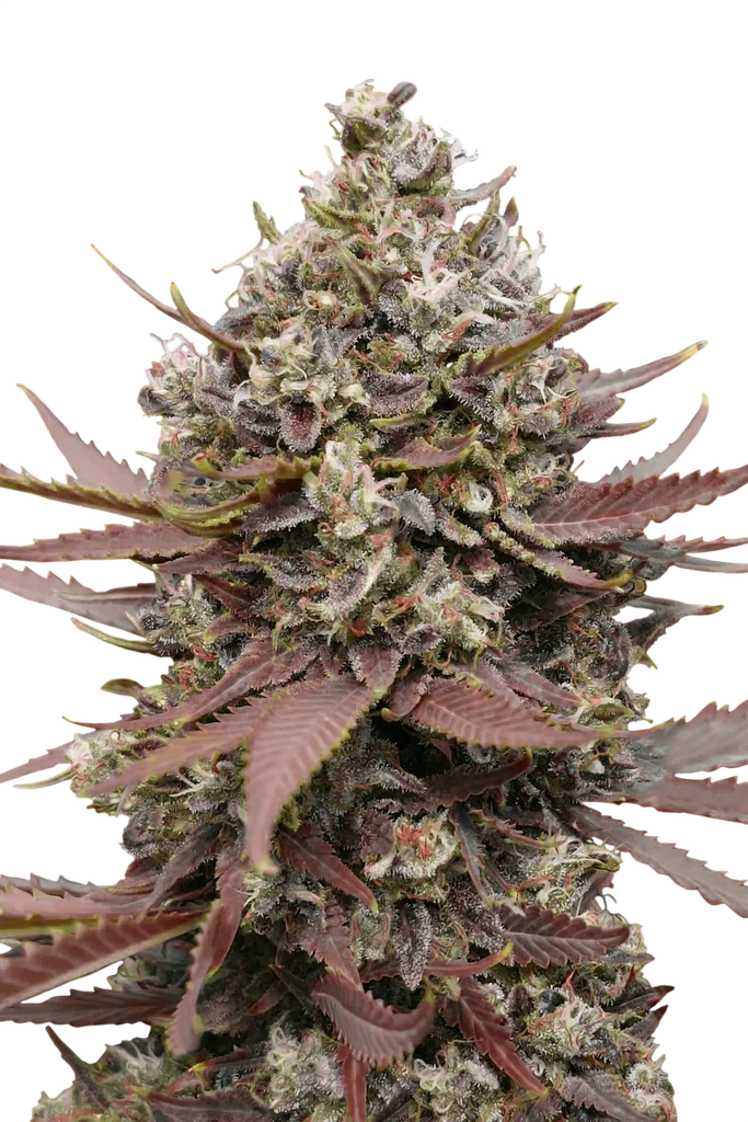 Mimosa Punch | PHOTOFEM | Advanced Seeds